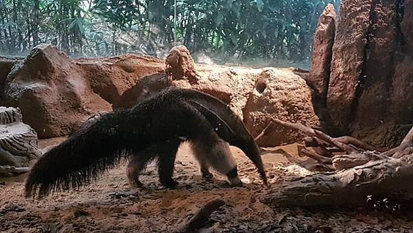 初訪廣州長隆野生動物園~來給動物看囉!