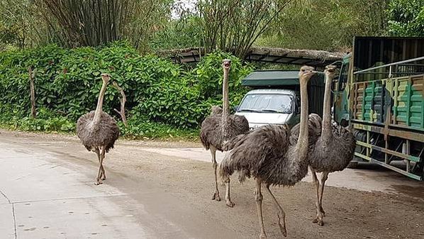 初訪廣州長隆野生動物園~來給動物看囉!