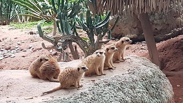 初訪廣州長隆野生動物園~來給動物看囉!