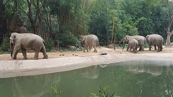 初訪廣州長隆野生動物園~來給動物看囉!