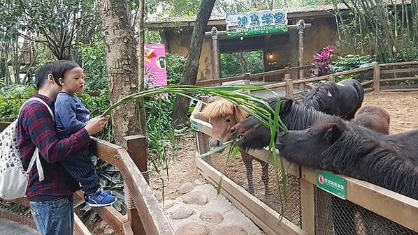 初訪廣州長隆野生動物園~來給動物看囉!