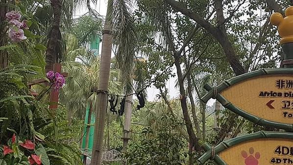 初訪廣州長隆野生動物園~來給動物看囉!