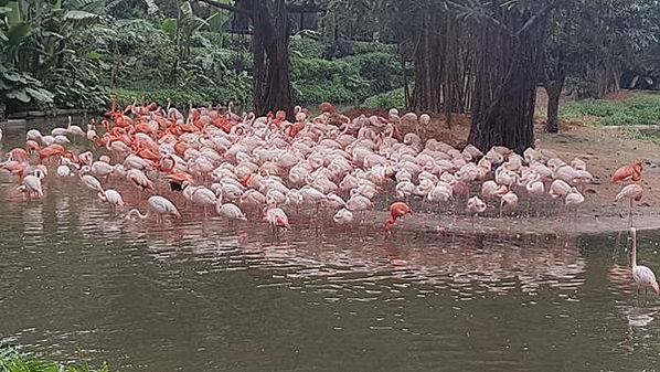 初訪廣州長隆野生動物園~來給動物看囉!