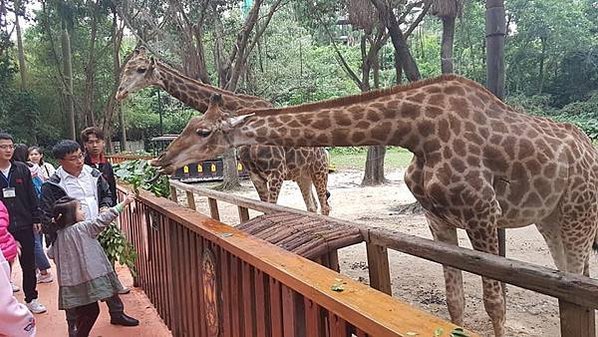 初訪廣州長隆野生動物園~來給動物看囉!