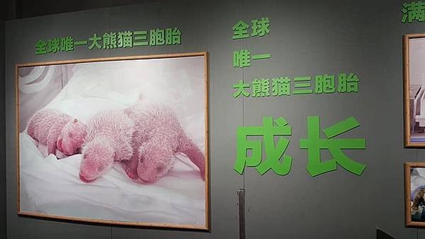 初訪廣州長隆野生動物園~來給動物看囉!