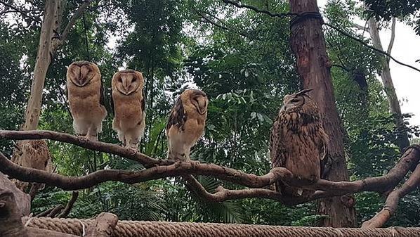 初訪廣州長隆野生動物園~來給動物看囉!