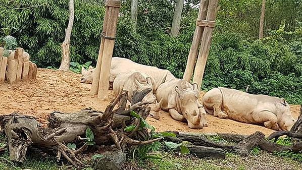 初訪廣州長隆野生動物園~來給動物看囉!