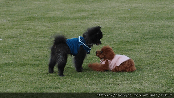 【隨便一拍】寵物｜運動公園｜活動區｜集錦