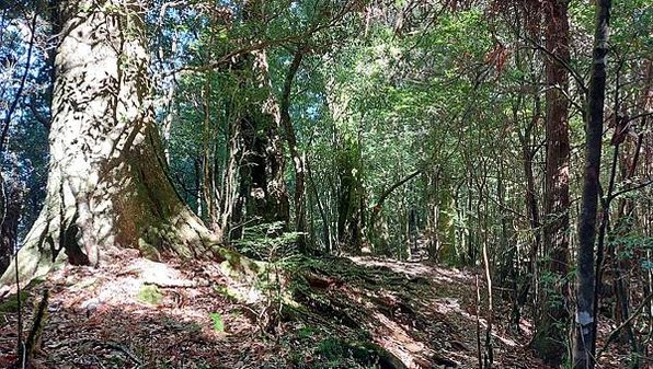 【雪見遊客中心】大阪根、北坑山、東洗水山步道、司馬限林道~6