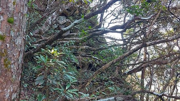 【鳶嘴山、鳶嘴山西陵線】鳶嘴山，因為特別所以誘人，危岩聳立的