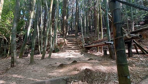 【長壽山】山如其名，香杉林、柳杉林、竹林密境、林間悠遊美景，