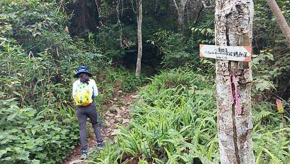 【八仙山】松鶴登山口，谷關七雄老大八仙山松鶴登山口起登，