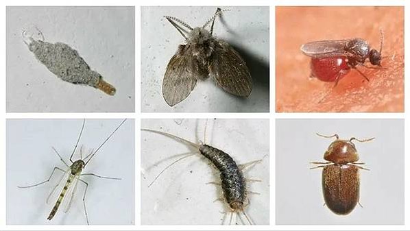 小黑蚊、蛾蚋、衣魚太猖狂？最完整的居家害蟲防治懶人包