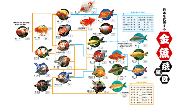 大和郡山  金魚之里