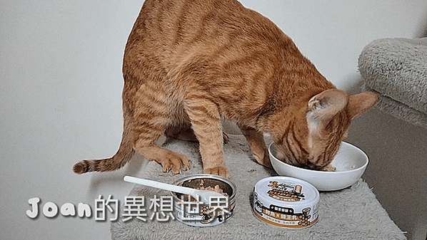 #陪心寵糧評價 #小白主食罐評價 #陪心寵糧貓罐開箱 #高級主食罐開箱 #陪心主食罐評價 #富貴主食罐推薦嗎 #陪心低敏貓罐頭評價  #天然無膠主食罐分享#無膠主食罐分享 #貓咪濕食品牌開箱 #陪心富貴罐心得 #貓咪養膚罐頭開箱 #陪心寵糧開箱  #富貴主食罐  #無穀無膠貓罐 #貓咪濕食品牌開箱 #陪心寵糧貓罐折扣碼 #貓咪美膚罐頭品牌推薦