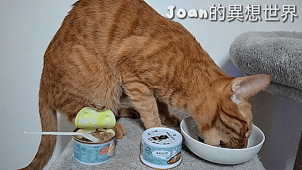 #貓侍Catpool #成貓食譜主食罐 #成貓低磷主食罐推薦 #貓侍評價 #貓侍成貓食譜主食罐推薦嗎 #成貓主食罐開箱 #主食罐怎麼挑 #低磷主食罐哪裡買 #低磷貓罐頭分享 #室內貓罐頭推薦 #室內貓主食罐推薦 #主食罐要加水嗎 #貓吃雞肉 #貓吃牛肉 #貓吃鮭魚 #貓吃鮪魚 #主食罐推薦 #主食罐開箱 #寵物罐頭 #寵物營養