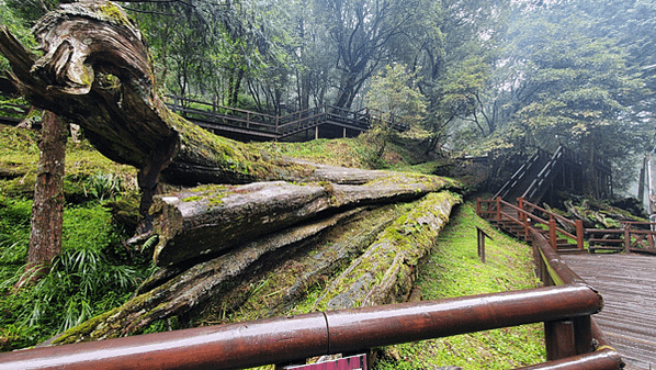 嘉義之阿里山森林遊樂區