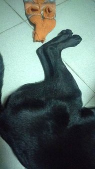 【狗狗犬髖關節發育不全症】Uni開刀日記