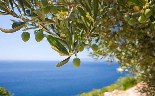 Olive-tree