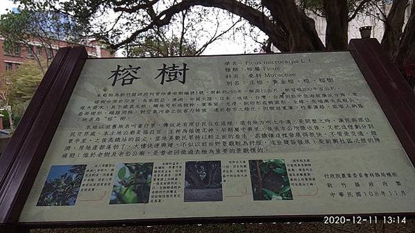 竹北東平里土牛溝/竹北蕃仔寮土牛溝/250年老榕樹土地公福昌