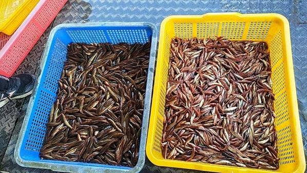 日月潭魚虎大爆發 投縣電擊獵捕魚虎肆虐8公斤超大「兇猛魚虎」