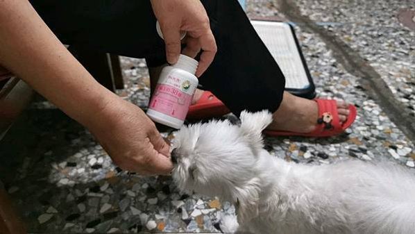【真實分享】狗狗耳道、皮膚：弟弟吃超級黑酵母（耳道問題、皮膚