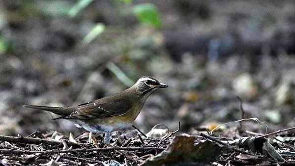 高雄市的白眉鶇Turdus obscurus  （2023-