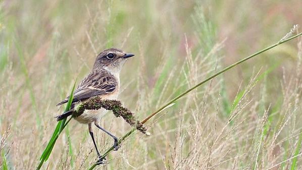 東港鎮的黑喉鴝Stonechat （2023-12-27）