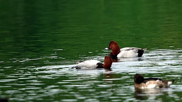 林邊鄉的紅頭潛鴨Pochard （2024-01-02）