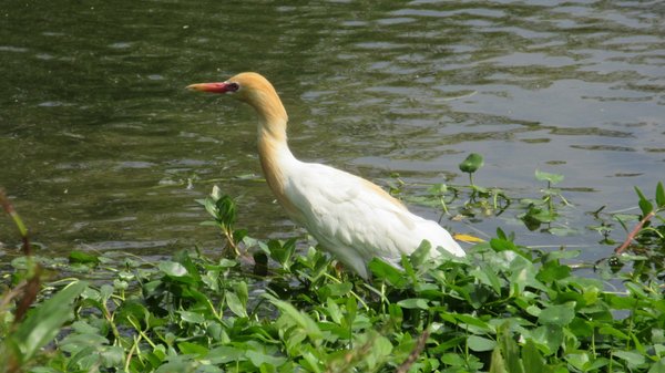 大安森林公園