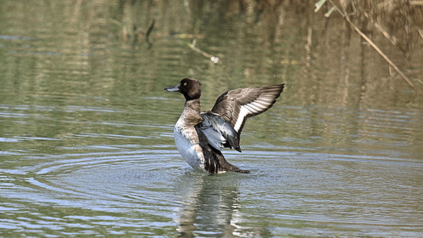 鳳頭潛鴨