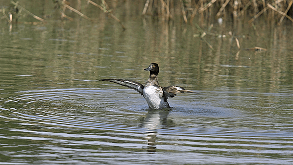 鳳頭潛鴨