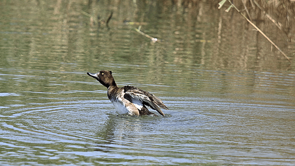 鳳頭潛鴨