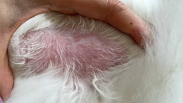 ROYAL CANIN法國皇家亮毛護膚HS33貓飼料推薦開箱