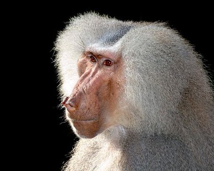 Papio_hamadryas_(aka).jpg