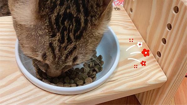 🐱 Petzoo 囍碗 寵物主食罐推薦🐶