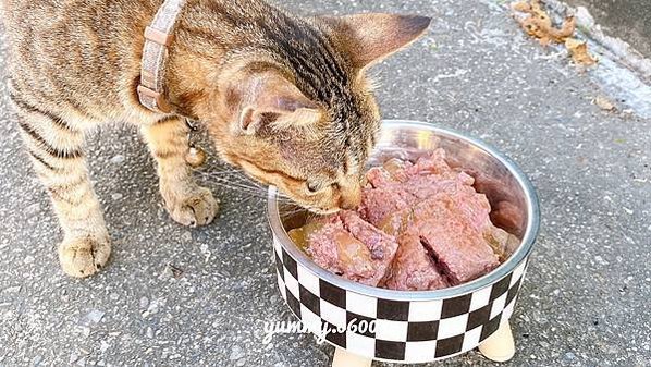 好物開箱│克勞德博士 德國品牌 嚴選主食貓罐 大小貓貓通吃的貓罐罐 (14)