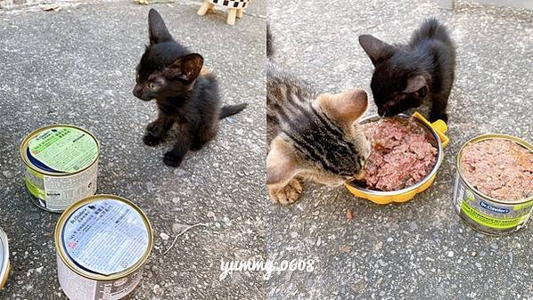 好物開箱│克勞德博士 德國品牌 嚴選主食貓罐 大小貓貓通吃的貓罐罐 (8)
