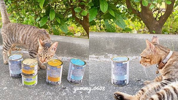 好物開箱│克勞德博士 德國品牌 嚴選主食貓罐 大小貓貓通吃的貓罐罐 (12)