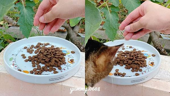 貓咪飼料開箱│喵皇奴 PURRSUIT！貓咪凍乾飼料推薦 貓咪凍乾飼料評價 (9)