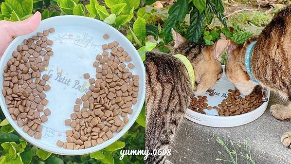 貓咪飼料開箱│喵皇奴 PURRSUIT！貓咪凍乾飼料推薦 貓咪凍乾飼料評價 (11)
