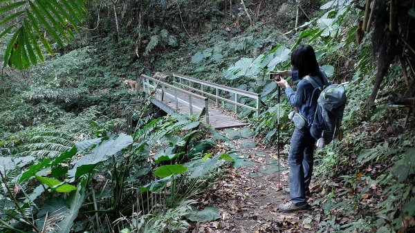 狗狗登山〉台中和平．谷關七雄．唐麻丹山