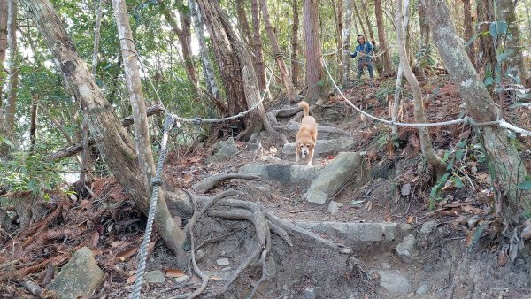 狗狗登山〉台中和平．谷關七雄．唐麻丹山