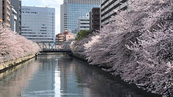 2023 | 東京賞櫻 DAY 1