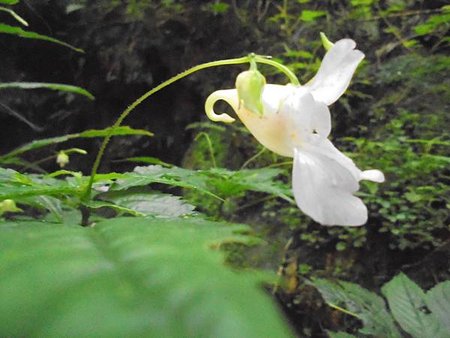 紫花鳳仙花_2.JPG