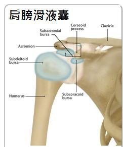 Shoulder joint 04