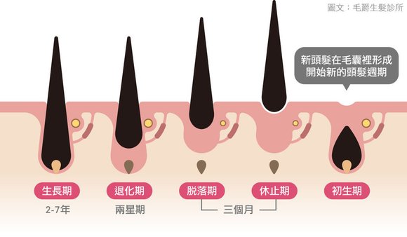 毛囊的生長週期有生長、退化、脫落、休止、初生週期反覆循環