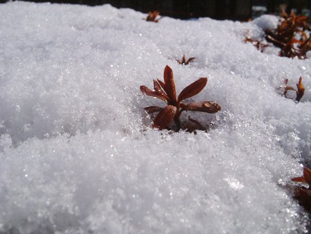 近拍的雪