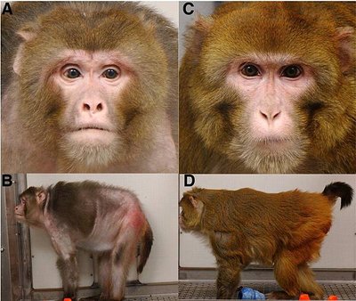 rhesus-monkeys-calorie-restriction1.jpg
