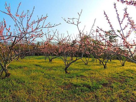 「光漫」之桃花舞春風（一）